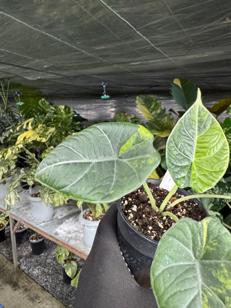 m*o様 11アロカシア　マハラニ　ゴールド　黄斑入り