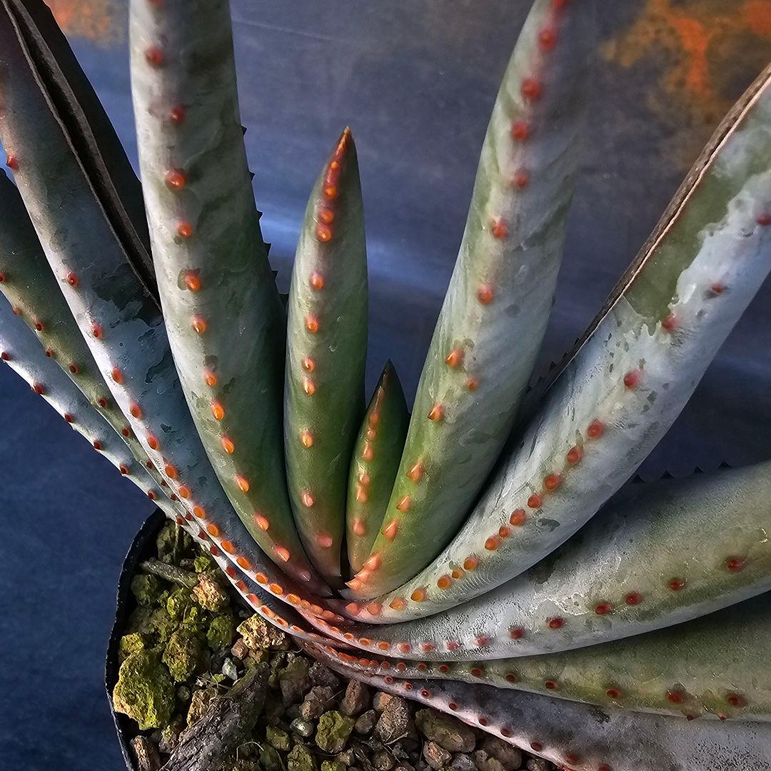 多肉植物 アロエ属 コンプレッサシストフィラ(ビグザム交配)