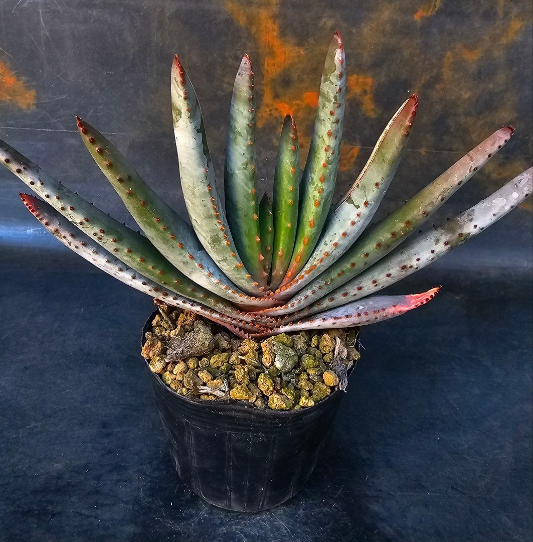 多肉植物 アロエ属 コンプレッサシストフィラ(ビグザム交配)