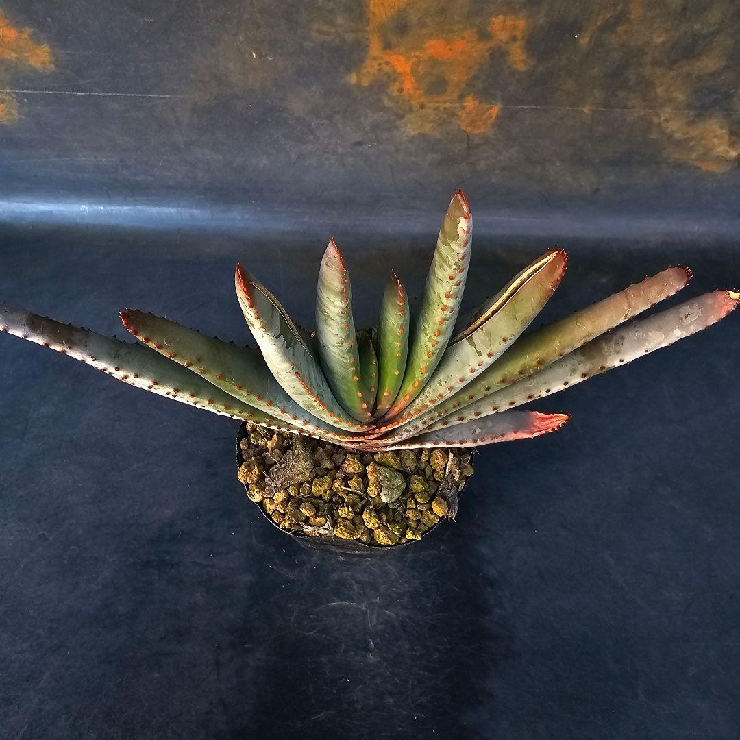 多肉植物 アロエ属 コンプレッサシストフィラ(ビグザム交配)