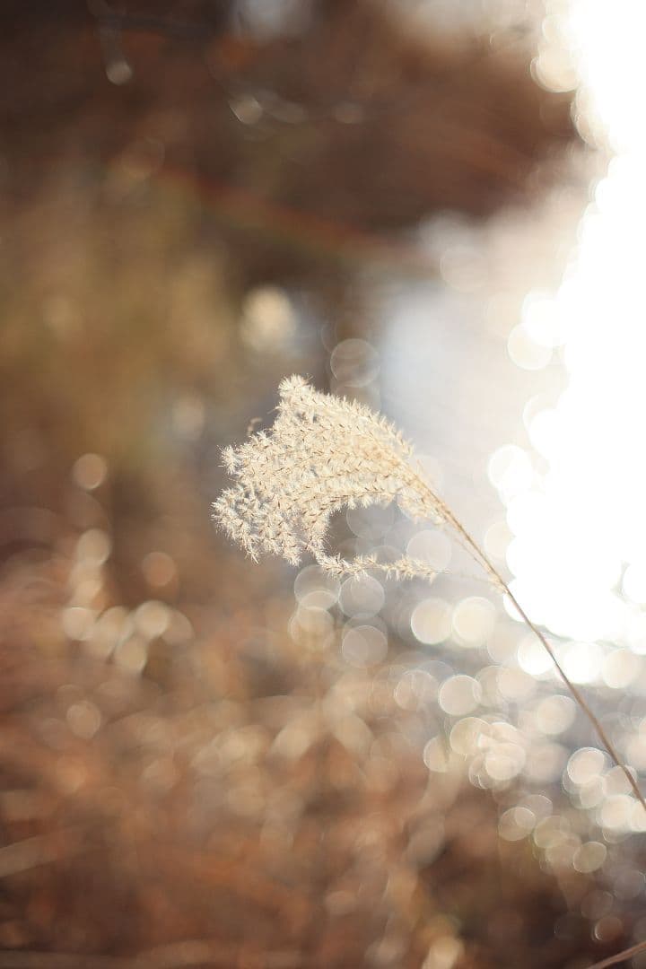Super-Takumar 55mm F1.8 後期型 S/N：4363648