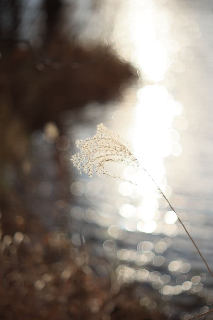 Super-Takumar 55mm F1.8 後期型 S/N：4363648