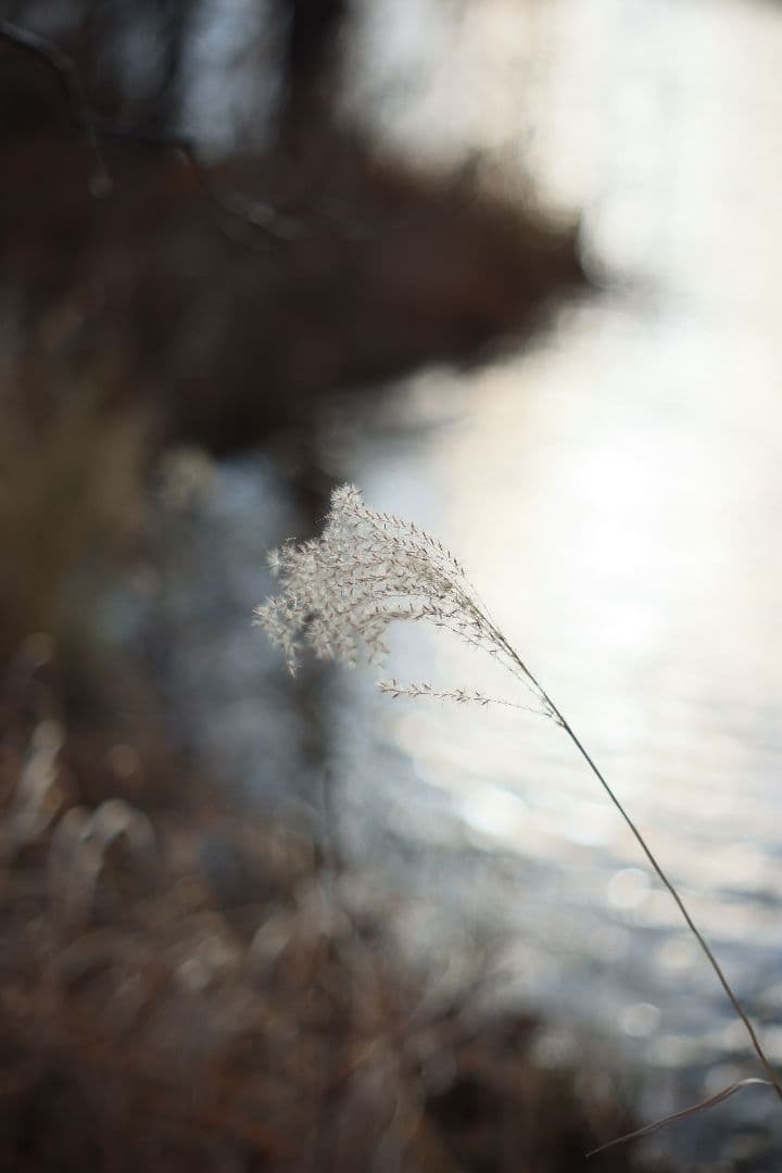 Super-Takumar 55mm F1.8 後期型 S/N：4363648