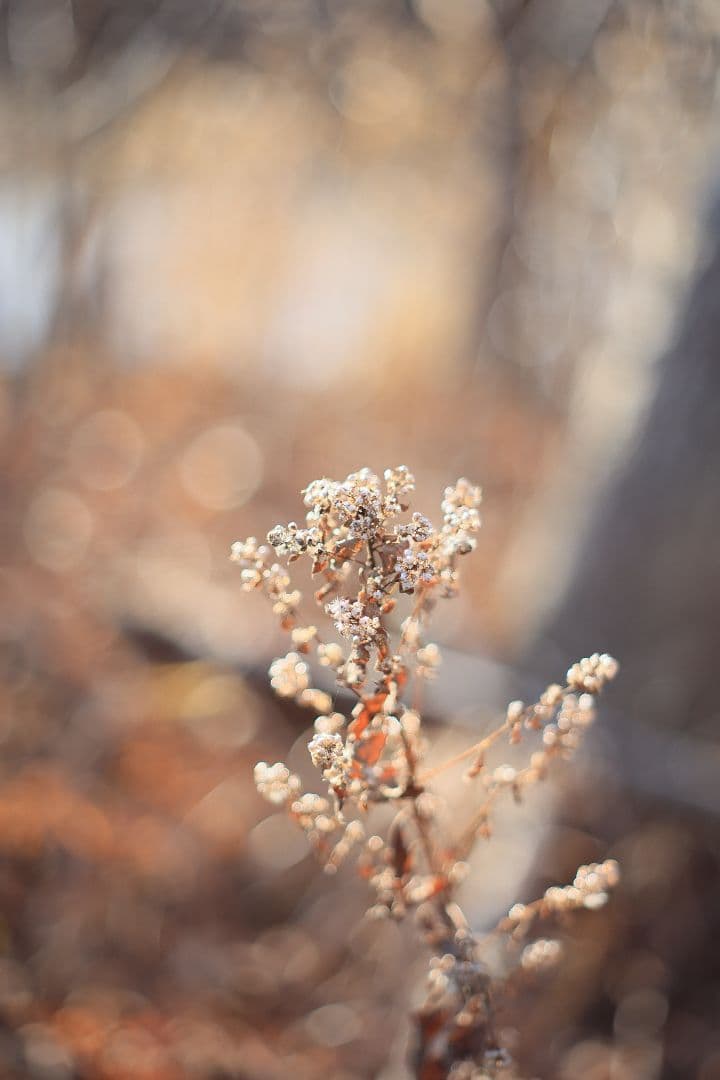 Super-Takumar 55mm F1.8 後期型 S/N：4363648
