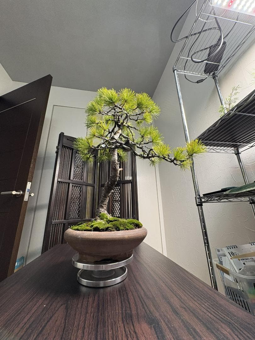 【値下げ】【早い者勝ち】五葉松 盆栽 樹高37cm 太模様木 美しい曲がり樹形