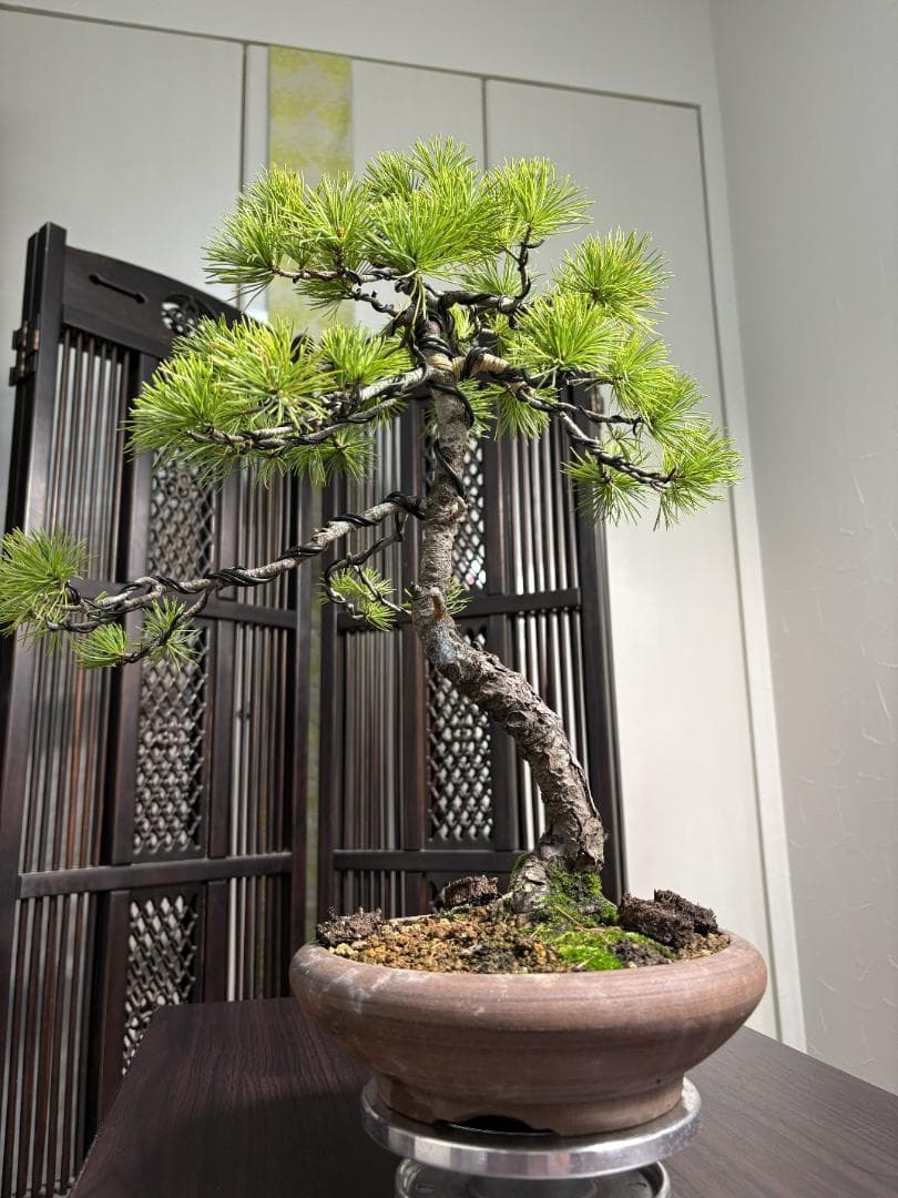 【値下げ】【早い者勝ち】五葉松 盆栽 樹高37cm 太模様木 美しい曲がり樹形