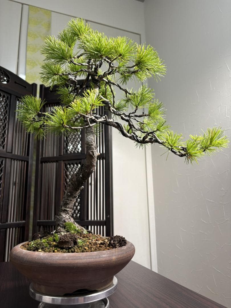 【値下げ】【早い者勝ち】五葉松 盆栽 樹高37cm 太模様木 美しい曲がり樹形