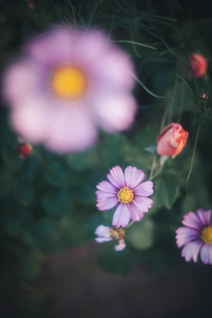 光が滲むライカの癖玉！Leica Summar 50mm f2 オールドレンズ