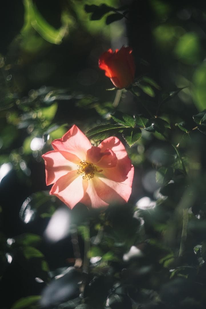 光が滲むライカの癖玉！Leica Summar 50mm f2 オールドレンズ