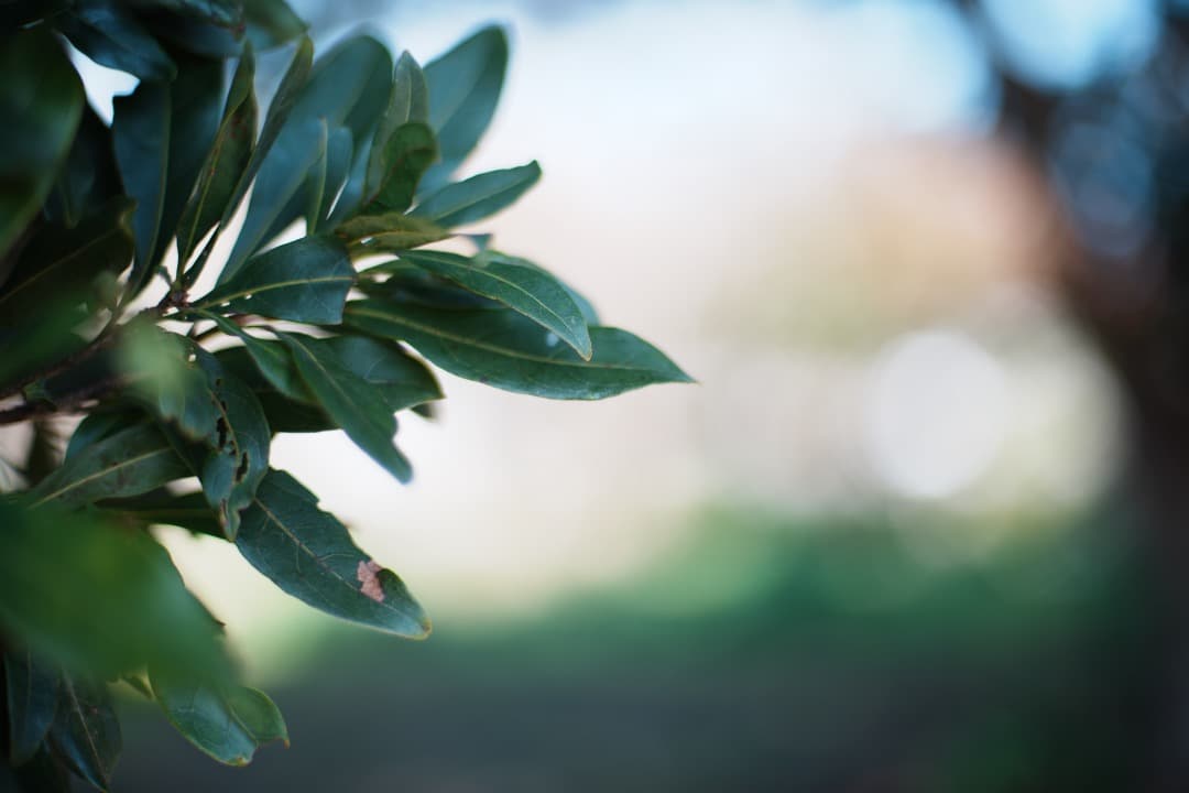 【極美品】動作◎ ニコン　Ai Nikkor 50mm F1.4 118