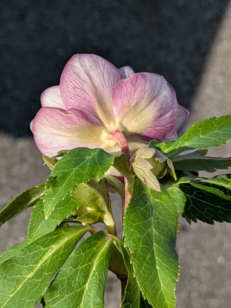 【広瀬園芸】クリスマスローズ　ソレイユ系ピンクグラデーション多弁花