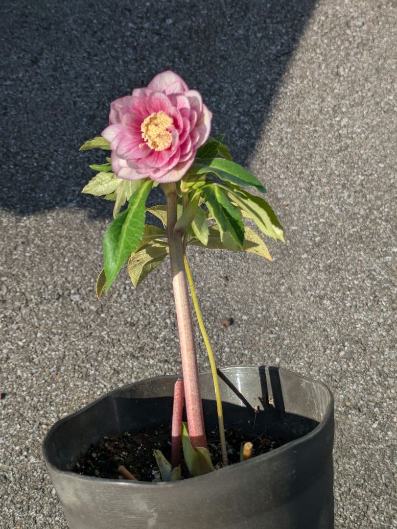 【広瀬園芸】クリスマスローズ　ソレイユ系ピンクグラデーション多弁花