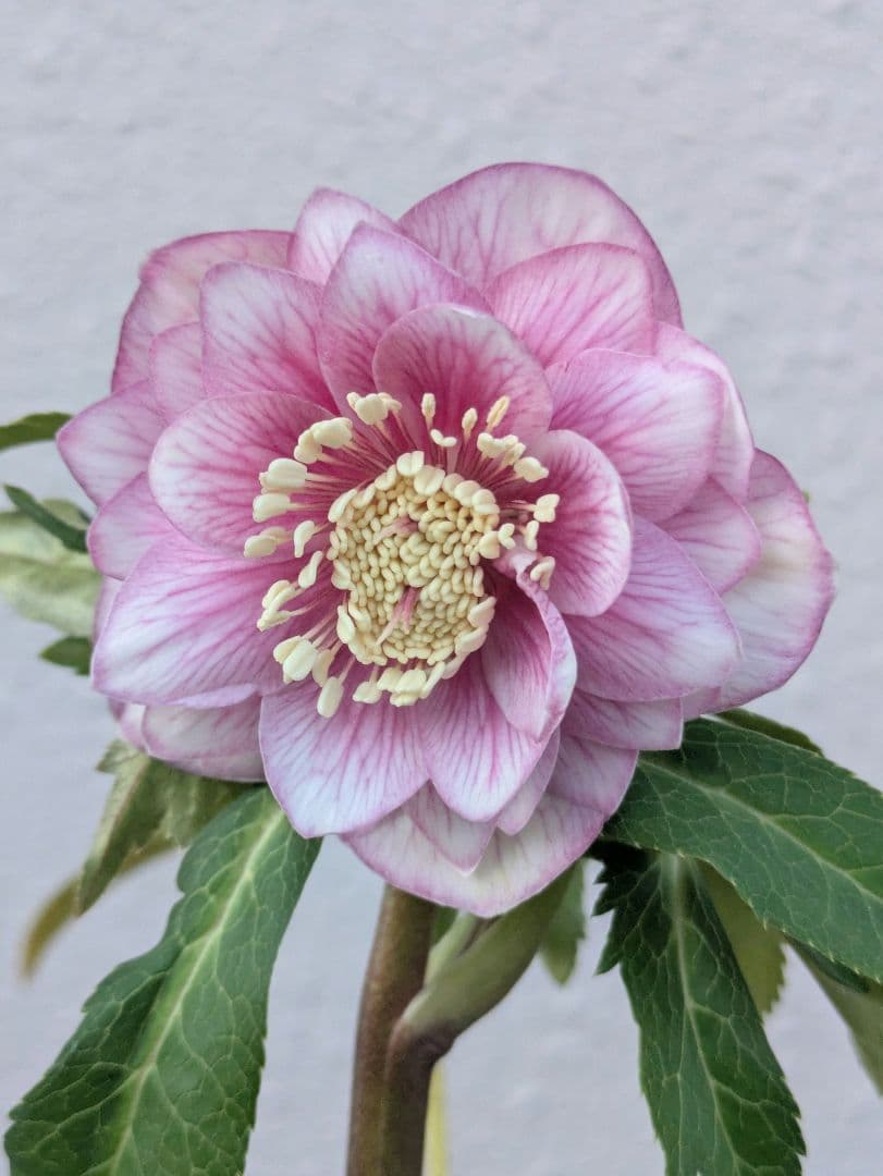 【広瀬園芸】クリスマスローズ　ソレイユ系ピンクグラデーション多弁花