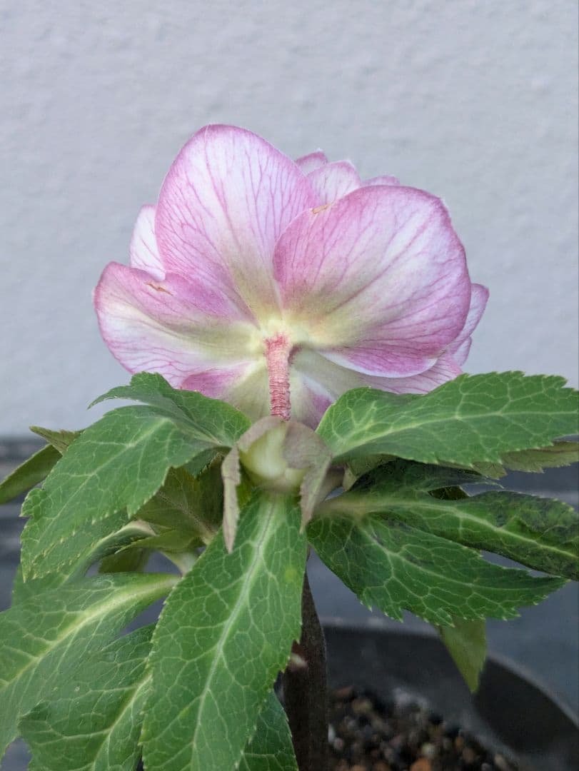 【広瀬園芸】クリスマスローズ　ソレイユ系ピンクグラデーション多弁花