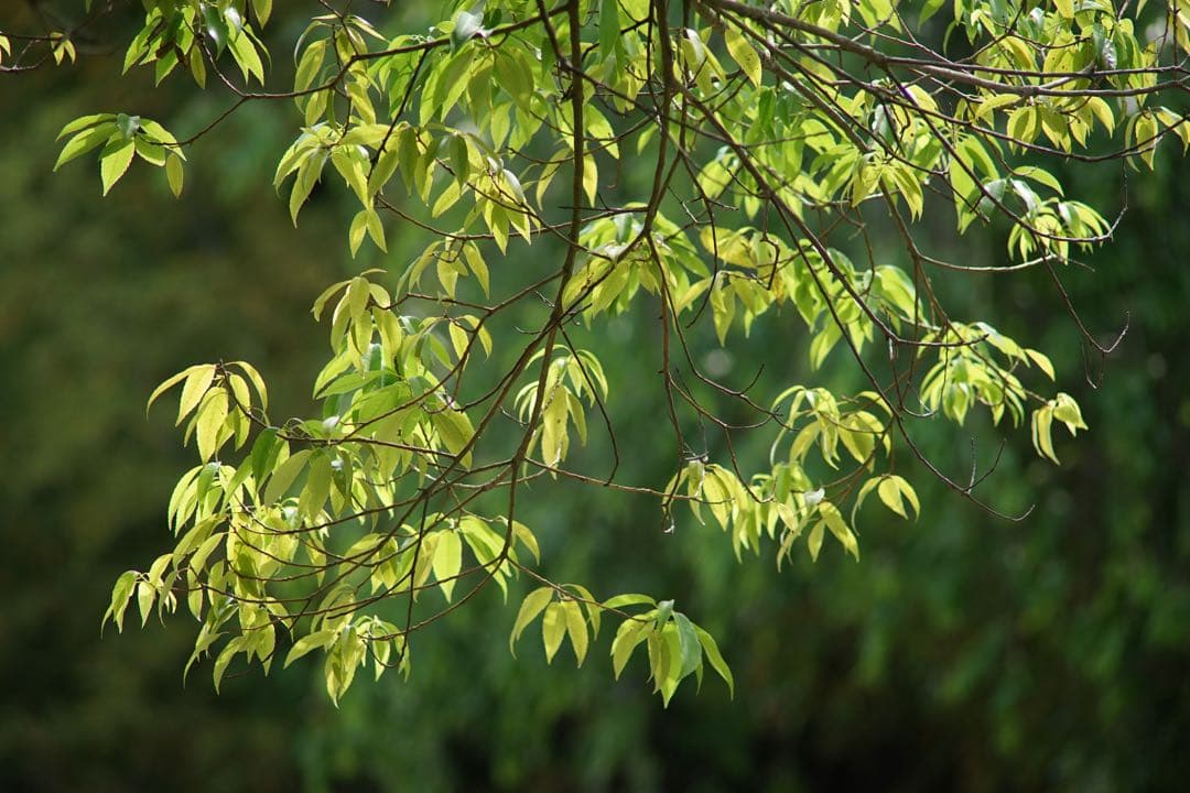 作例付き　Carl Zeiss TELE TESSAR 200mm F3.5