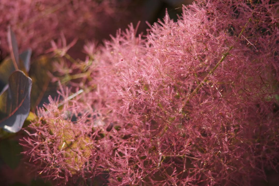 作例付き　Carl Zeiss TELE TESSAR 200mm F3.5