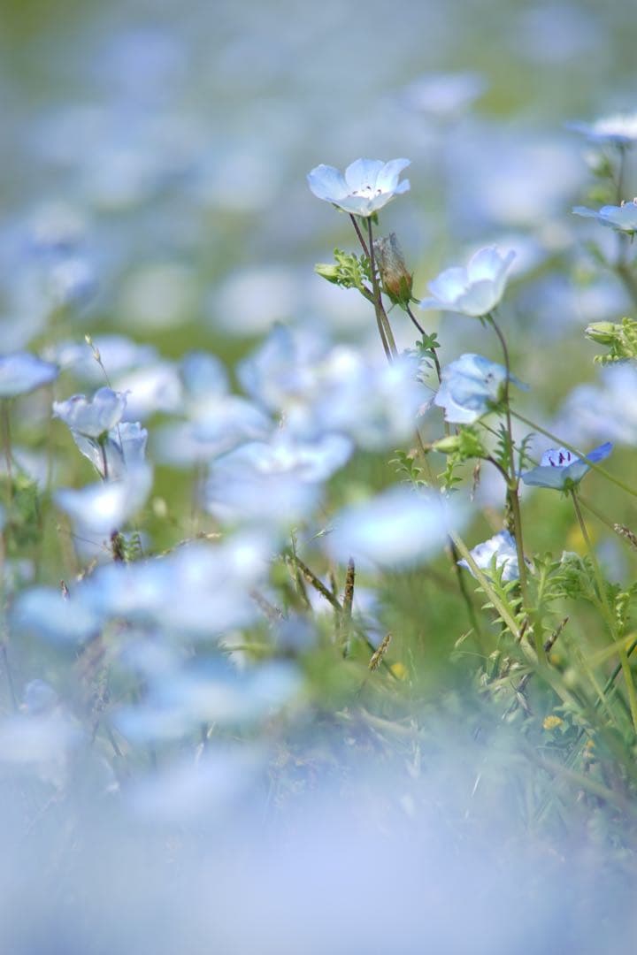 作例付き　Carl Zeiss TELE TESSAR 200mm F3.5