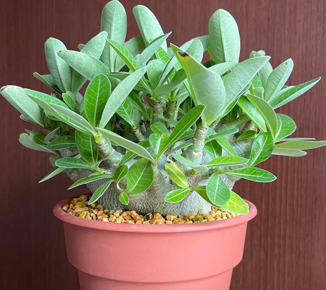 ポプリポップ【激レア/ドワーフ/超極太】アデニウム V2ハック鉢植えX-6