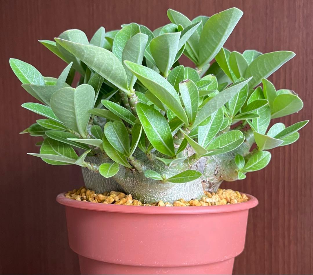 ポプリポップ【激レア/ドワーフ/超極太】アデニウム V2ハック鉢植えX-6