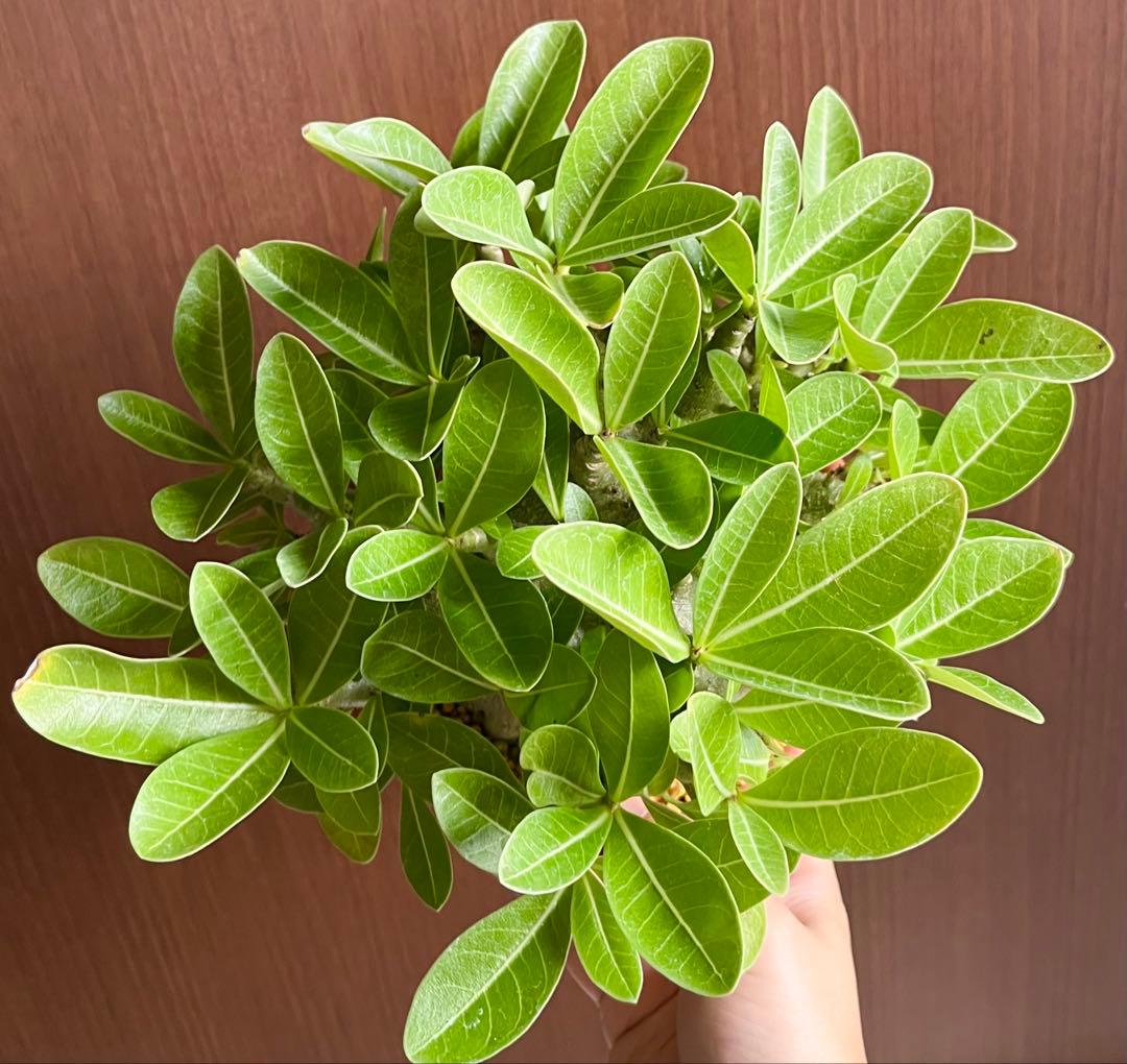 ポプリポップ【激レア/ドワーフ/超極太】アデニウム V2ハック鉢植えX-6