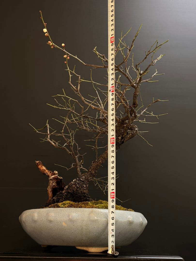 週末大幅値下げ❗️[盆栽]野梅/甲州//黒松/真柏