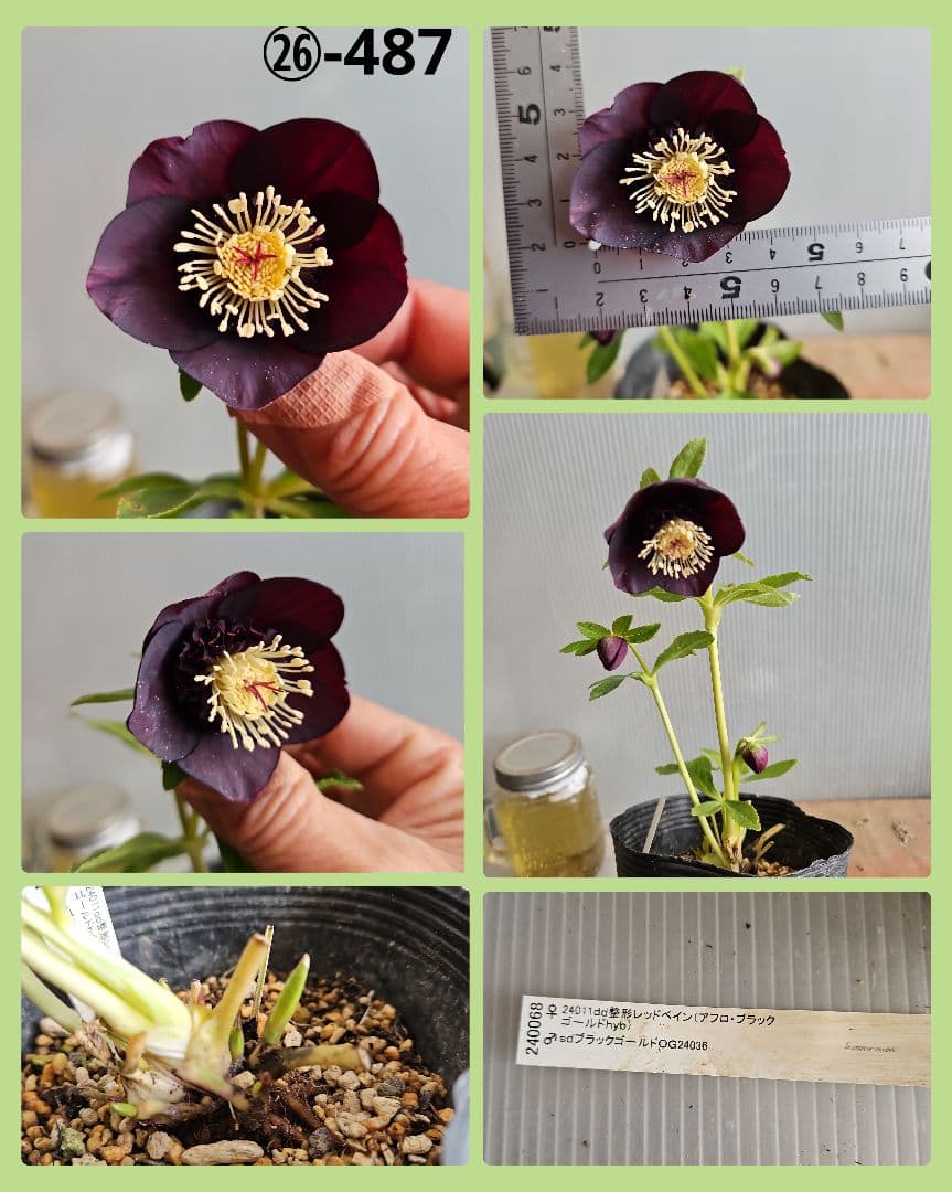 ★チョラコ☆様お取り置き苗㉖-440㉖-487クリスマスローズ