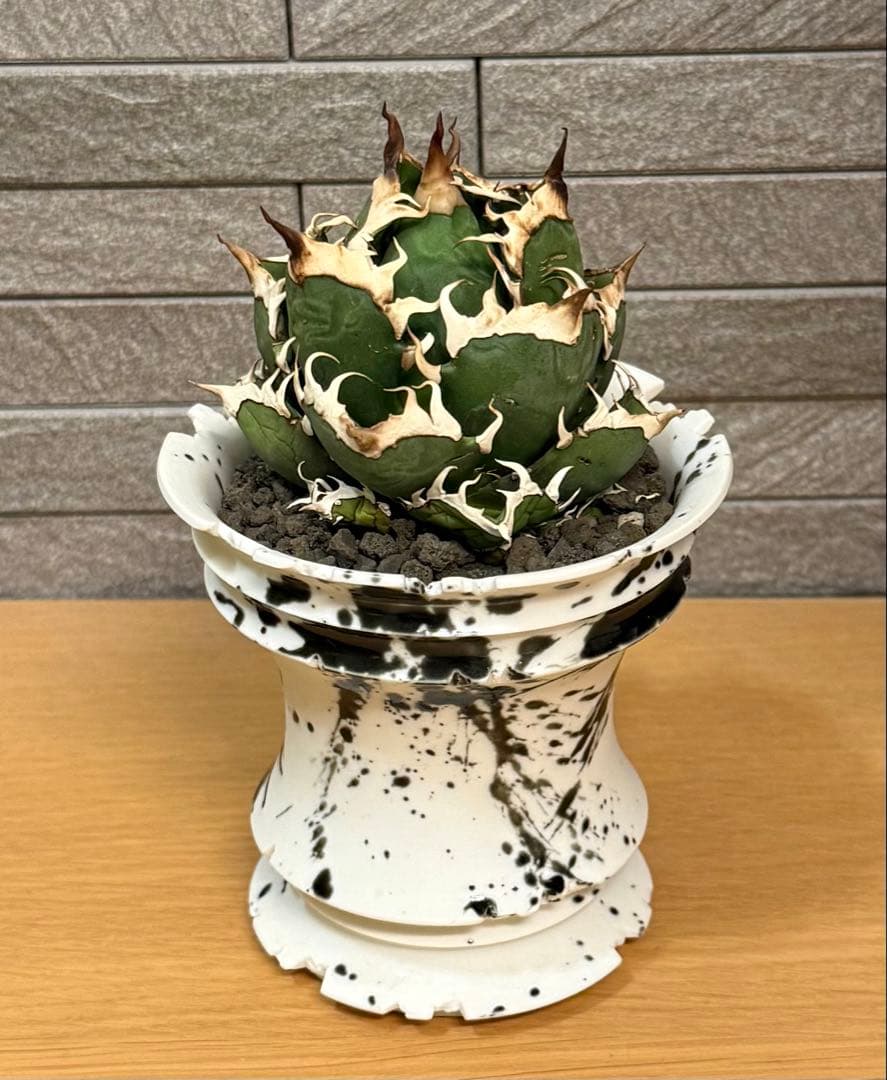 【鉢ごと発送】アガベ チタノタ レッドキャットウィーズル【ゴリ猫・幅広短葉】