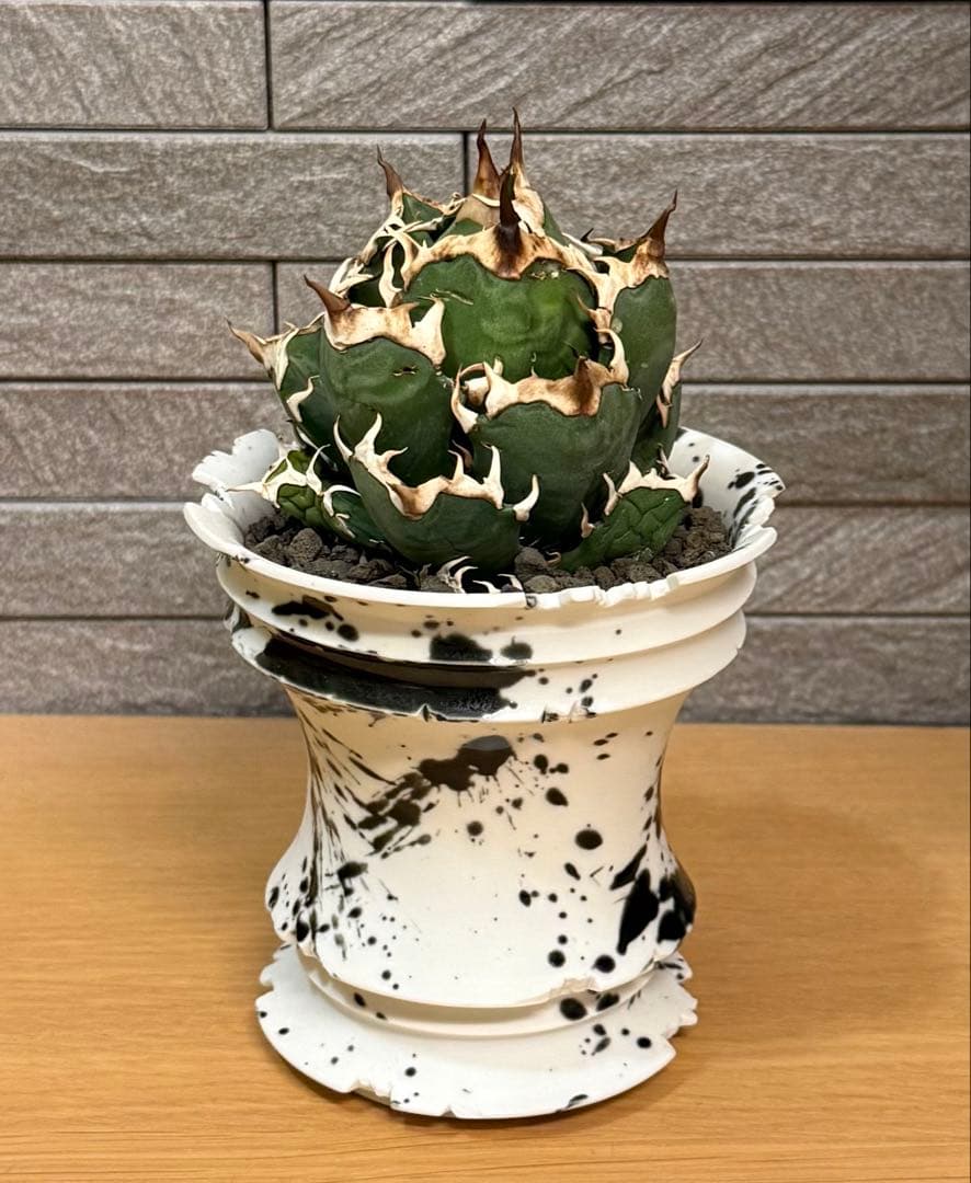 【鉢ごと発送】アガベ チタノタ レッドキャットウィーズル【ゴリ猫・幅広短葉】