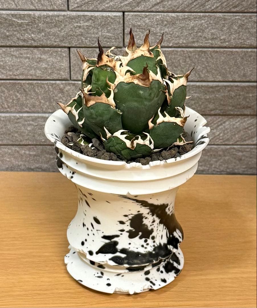 【鉢ごと発送】アガベ チタノタ レッドキャットウィーズル【ゴリ猫・幅広短葉】