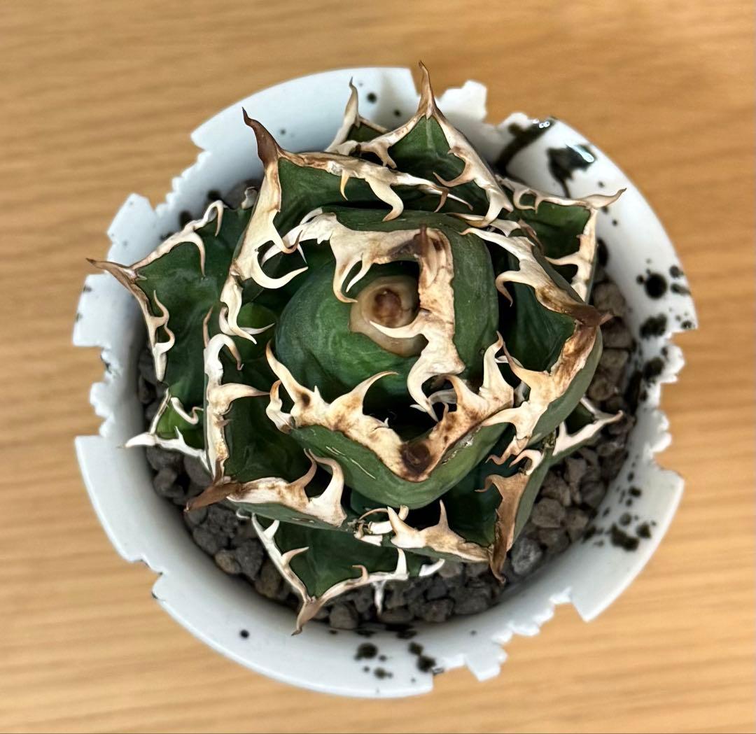 【鉢ごと発送】アガベ チタノタ レッドキャットウィーズル【ゴリ猫・幅広短葉】