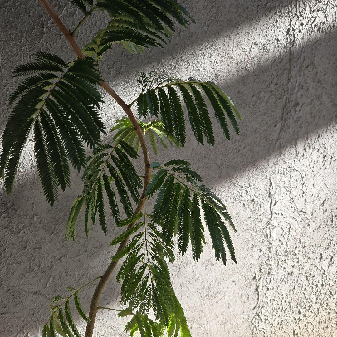 ⑳　エバーフレッシュ　曲がり仕立て8号　特大苗木最高等級‼️