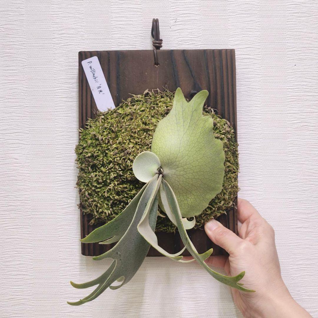 月光爪哇OC子株　ウィリンキー　ビカクシダ　willinckii ゲッコウジャワ