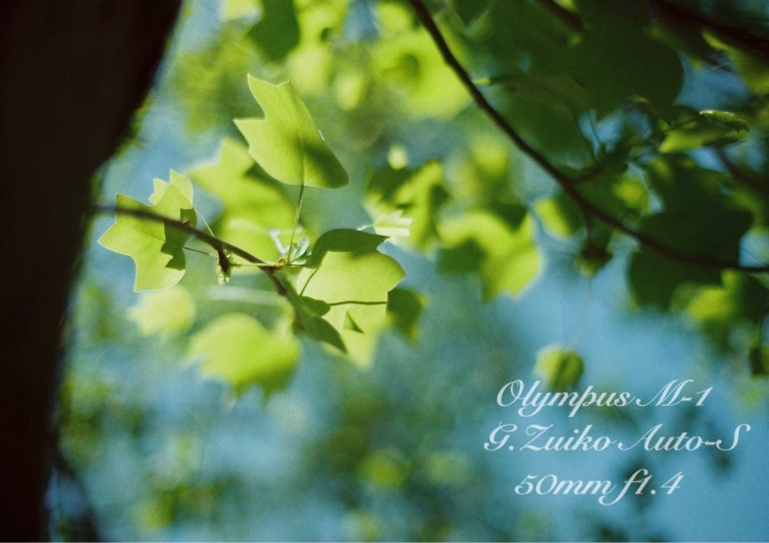 超希少！完動・美品　olympus m-1 &m-system F1.4