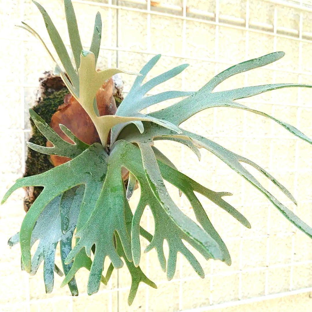 ビカクシダ willnckii jade girl spore