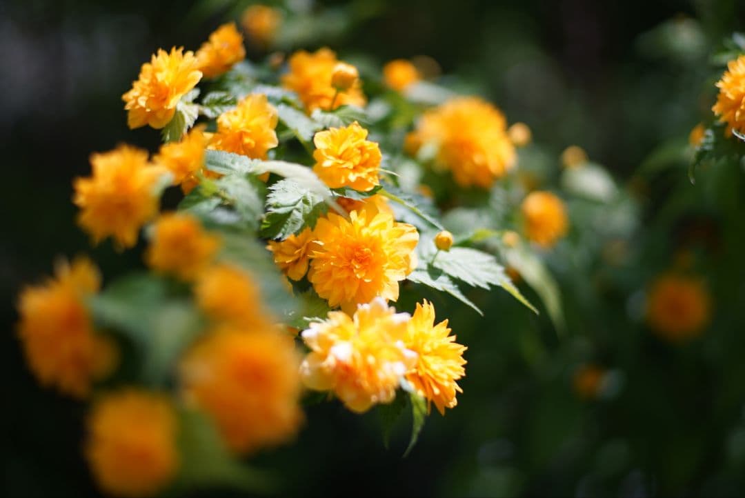 【分解清掃済】Nikon NIKKOR-H.C Auto 85mm f1.8