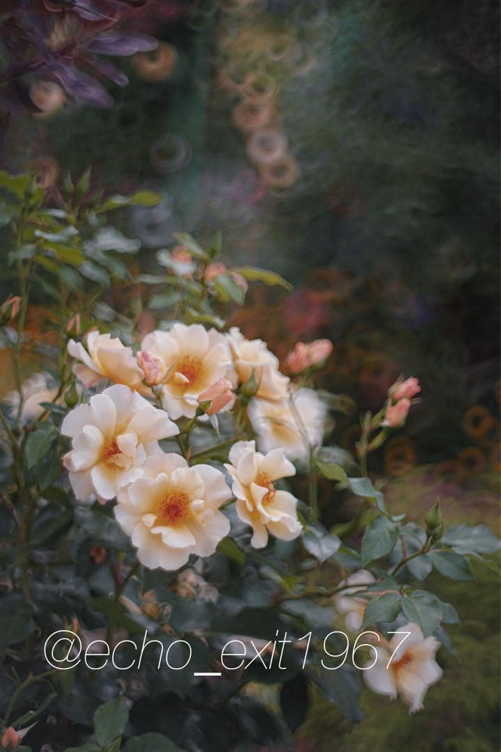 宝石レンズ_Super_Takumar_前期型　55mm_f1.8_al