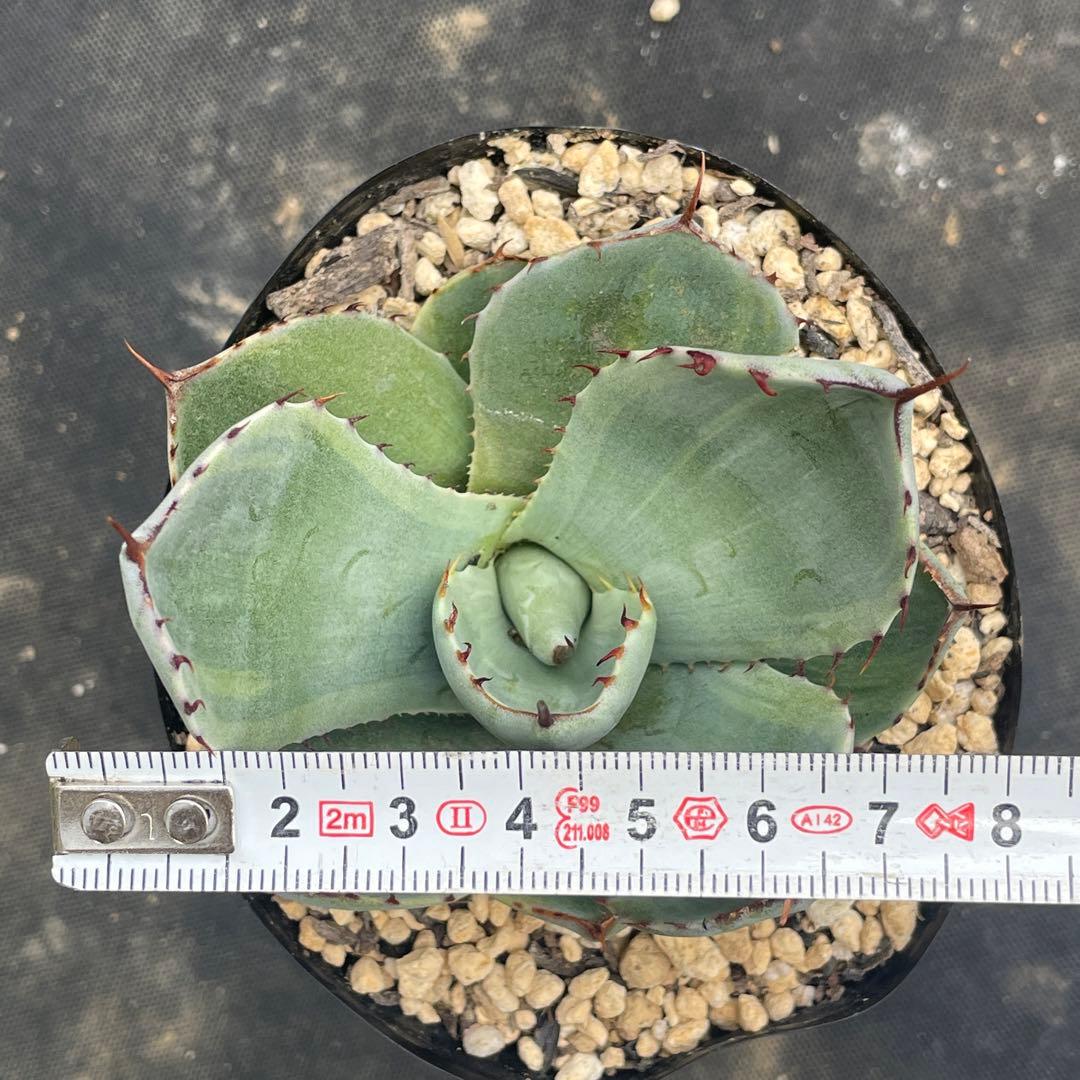 アガベ トランカータ錦 トリカラー ① 斑入り 墨斑 淡斑