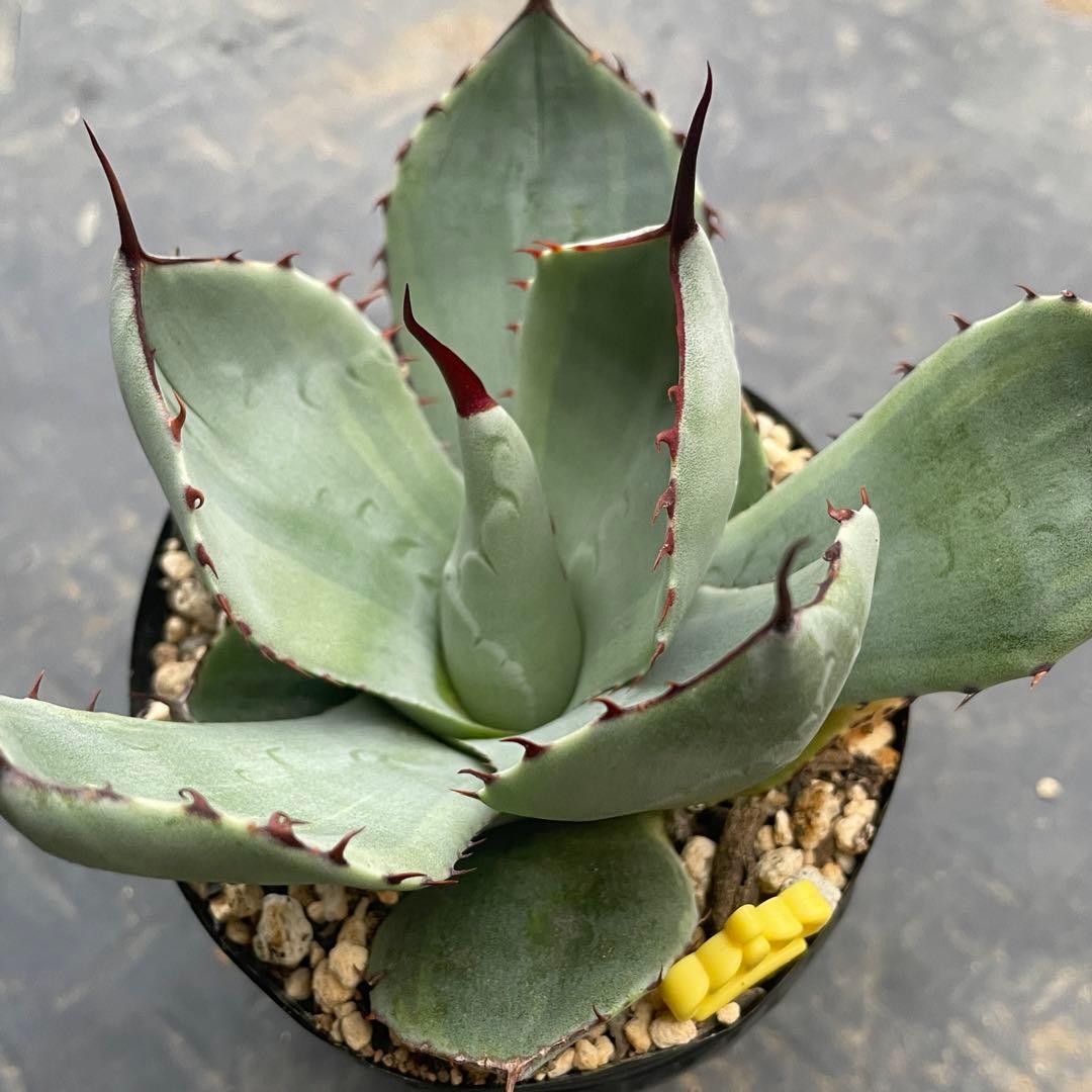 アガベ トランカータ錦 トリカラー ① 斑入り 墨斑 淡斑