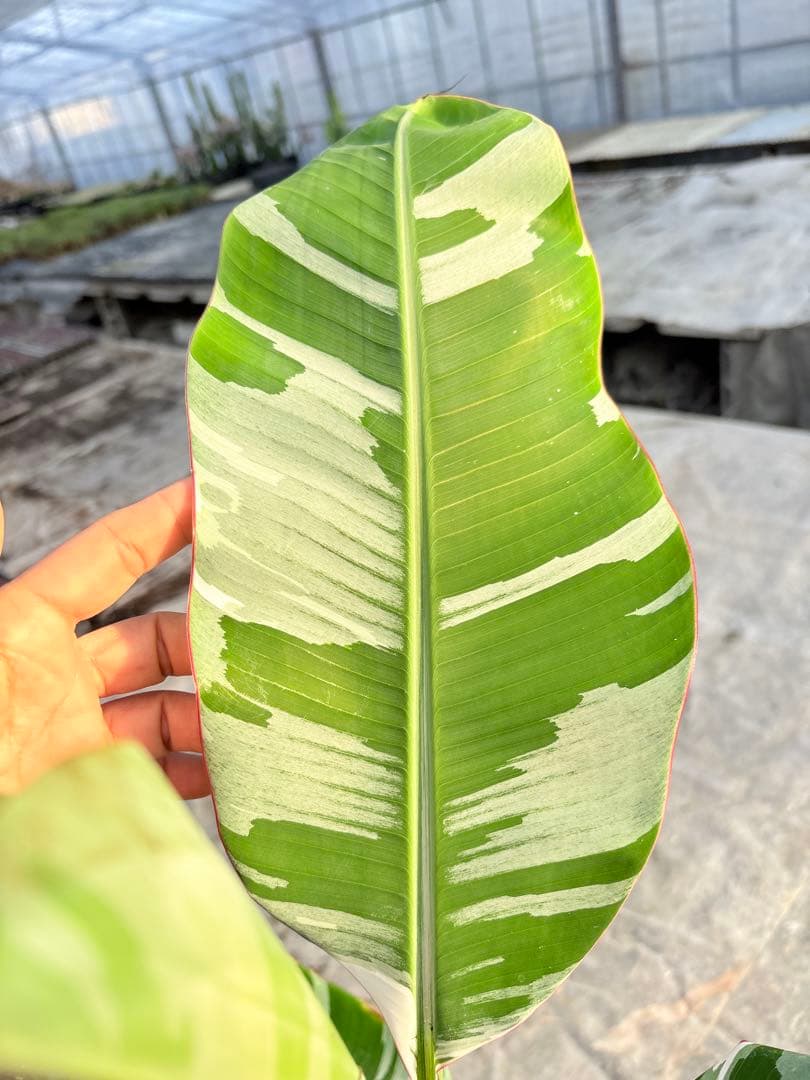 バナナ斑入り　アエアエ