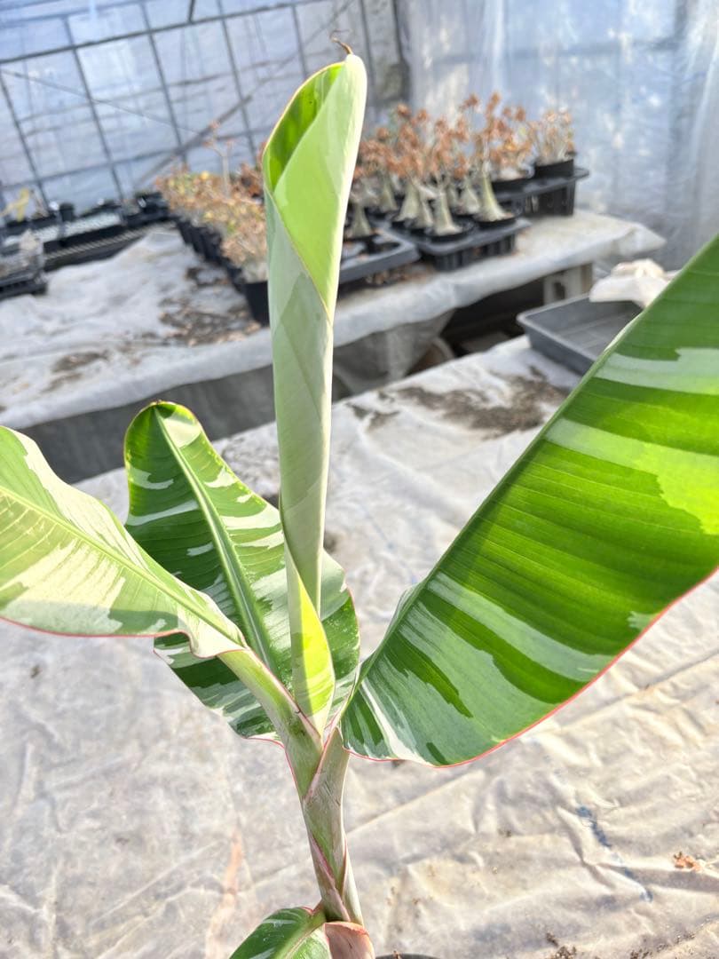 バナナ斑入り　アエアエ