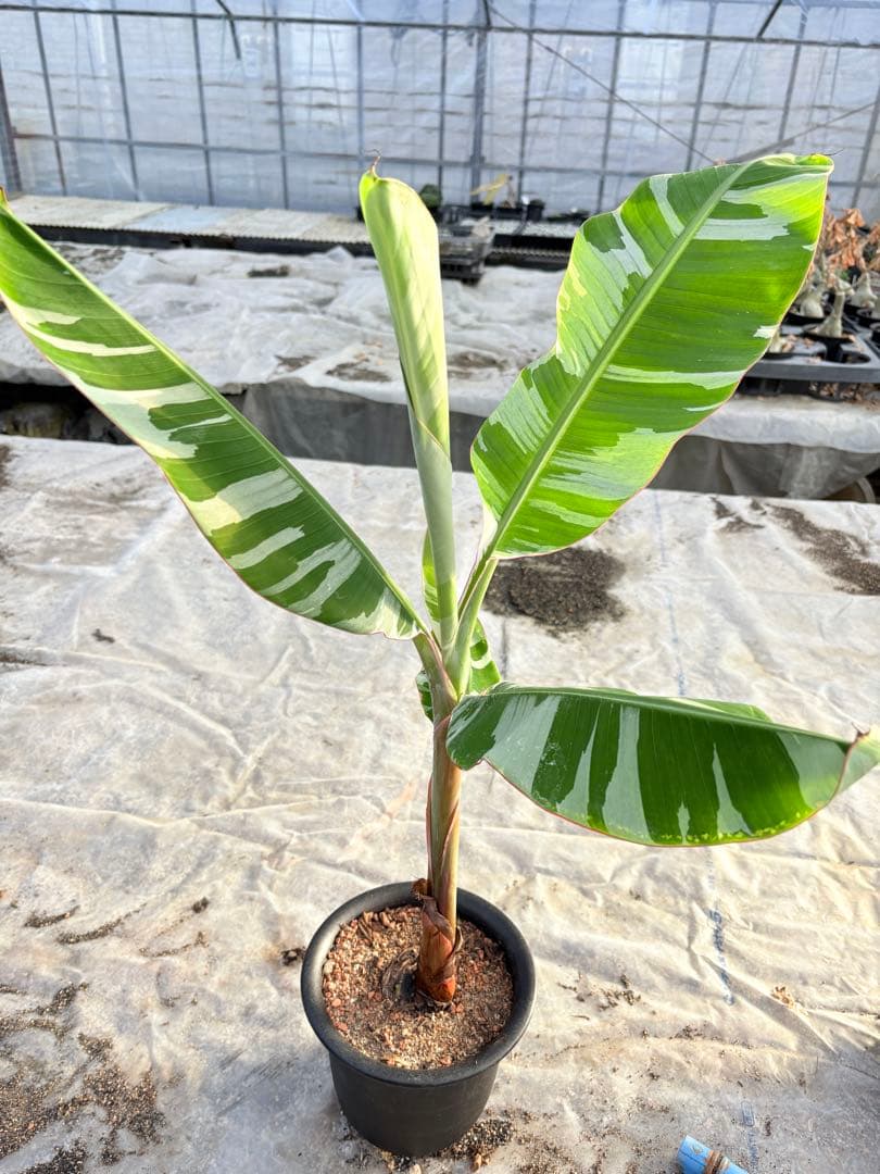 バナナ斑入り　アエアエ