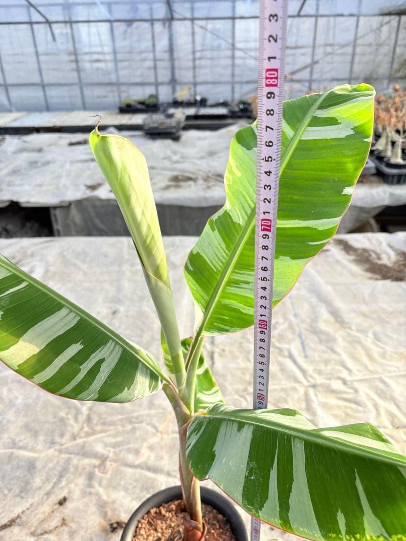 バナナ斑入り　アエアエ