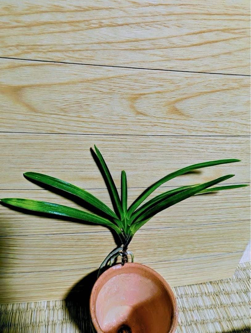 【リピーターさん注文品】富貴蘭「湖東錦」斑入り