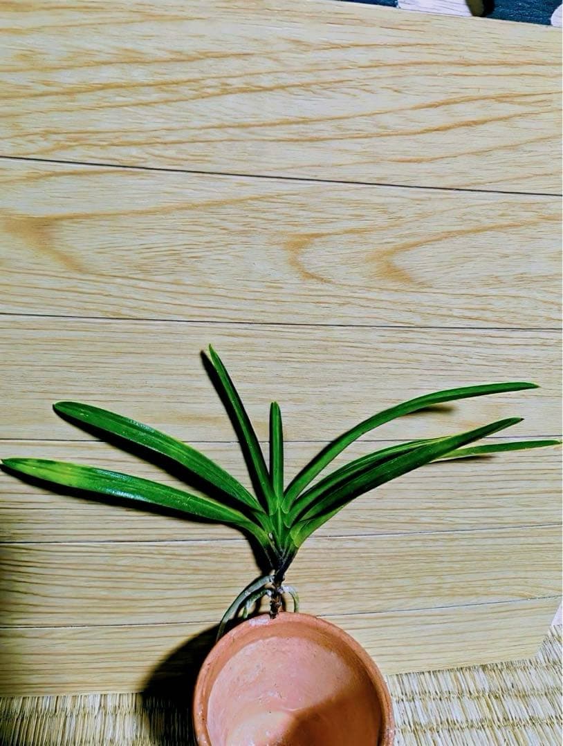 【リピーターさん注文品】富貴蘭「湖東錦」斑入り