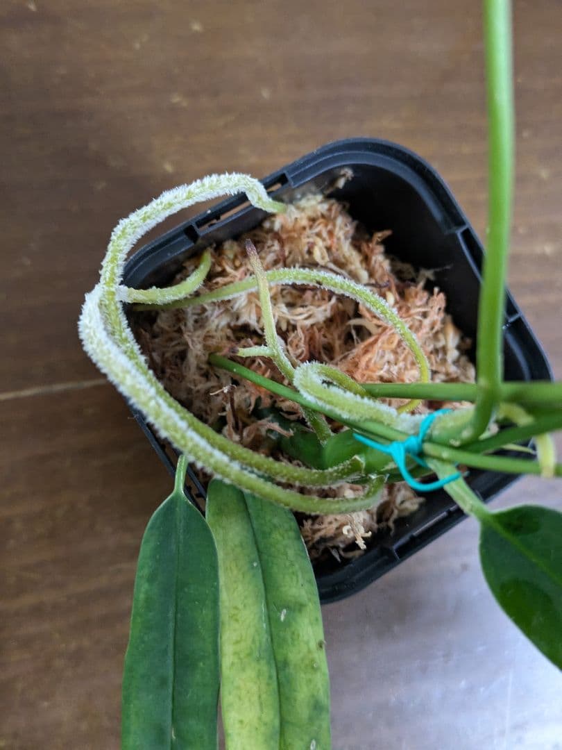 Anthurium lutheri　アンスリウム　原種　ルテリー