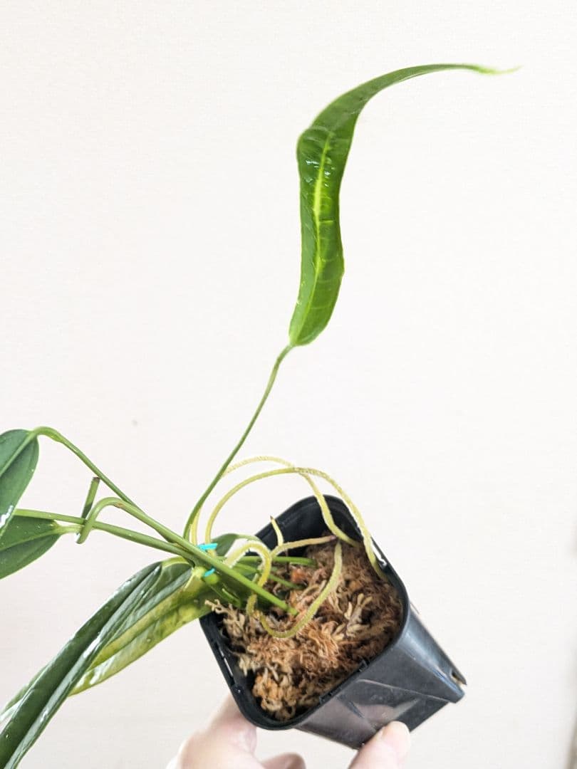 Anthurium lutheri　アンスリウム　原種　ルテリー