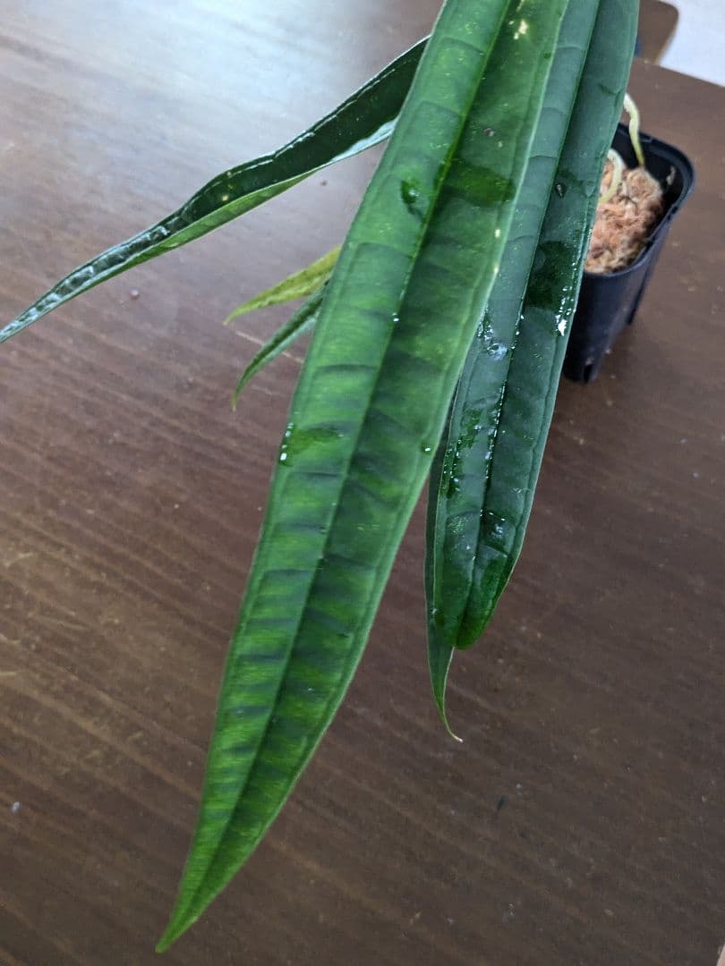 Anthurium lutheri　アンスリウム　原種　ルテリー