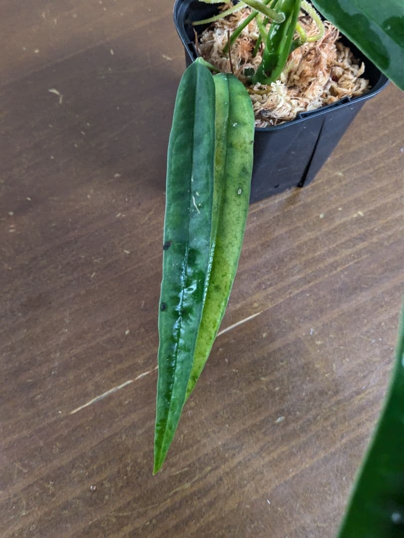 Anthurium lutheri　アンスリウム　原種　ルテリー