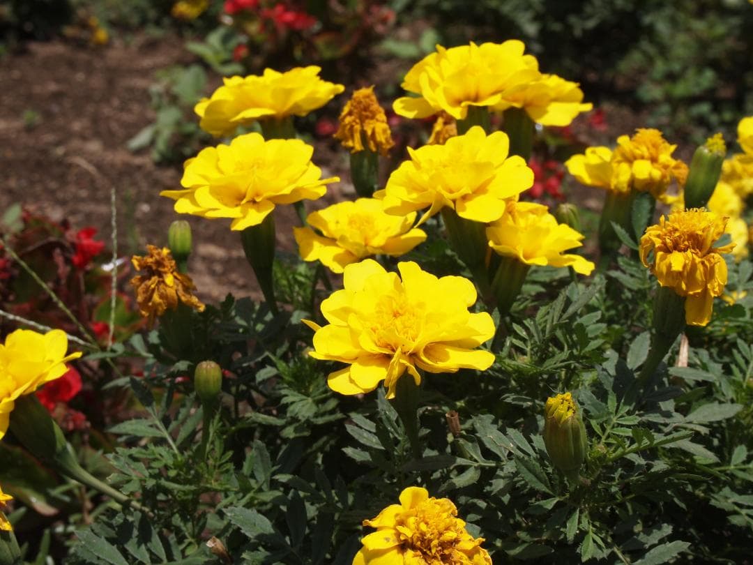 ✨カメラデビューにぴったり✨オリンパス E-PL1s ミラーレス 軽量＆高画質