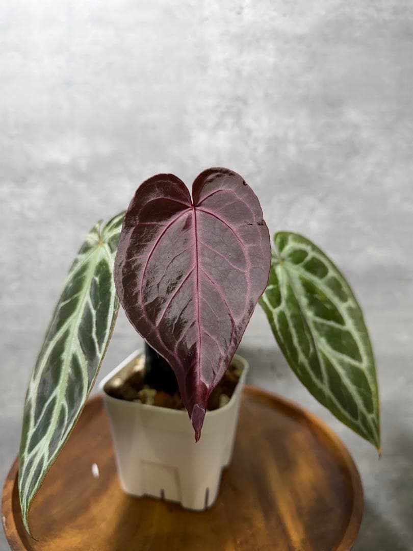 り*ん様 【新春セール】 RC ハイブリッド　紫脈